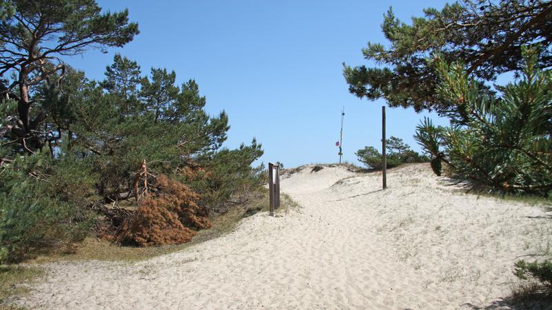 Sand och tallar på väg ner till Hommevägens badplats