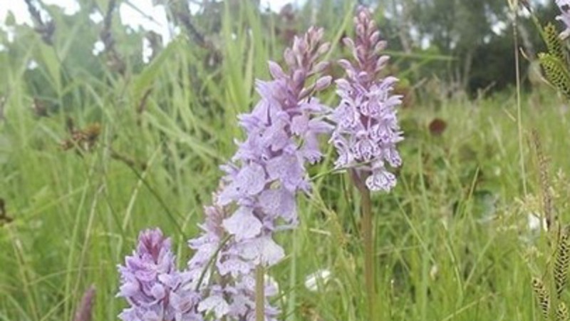 Bild från Mosslunda på blommor